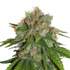 Amnesia Feminized Esrar Tohumu (Seedstockers)