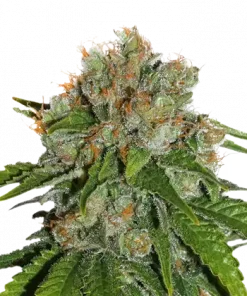 Amnesia Feminized Esrar Tohumu (Seedstockers)