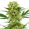 Amnesia Haze Feminized Esrar Tohumu (ILGM)