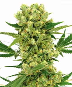 Amnesia Haze Feminized Esrar Tohumu (ILGM)
