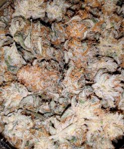Amnesia Haze Feminized Esrar Tohumu (ILGM)