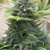 Amnesia Regular Esrar Tohumu (HY-PRO)