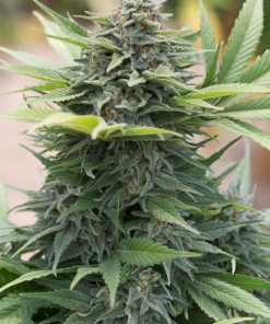 Amnesia Regular Esrar Tohumu (HY-PRO)