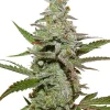 Amsterdam Amnesia Feminized Esrar Tohumu (Dutch Passion)