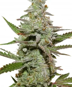 Amsterdam Amnesia Feminized Esrar Tohumu (Dutch Passion)