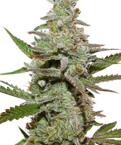 Amsterdam Amnesia Feminized Esrar Tohumu (Dutch Passion)