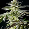 Apple and Bananas Feminized Esrar Tohumu (Kannabia Seed Company)