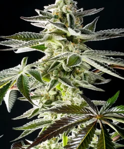 Apple and Bananas Feminized Esrar Tohumu (Kannabia Seed Company)