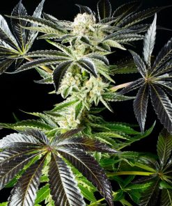Apple and Bananas Feminized Esrar Tohumu (Kannabia Seed Company)