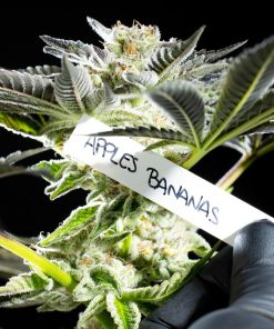 Apple and Bananas Feminized Esrar Tohumu (Kannabia Seed Company)