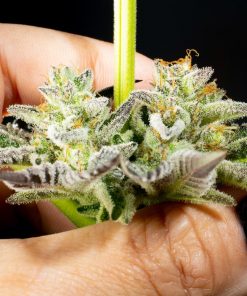 Apple and Bananas Feminized Esrar Tohumu (Kannabia Seed Company)