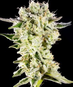 Apple and Bananas Feminized Esrar Tohumu (Kannabia Seed Company)