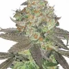 Apple Fritter Feminized Esrar Tohumu (MSNL)
