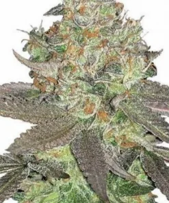 Apple Fritter Feminized Esrar Tohumu (MSNL)