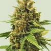 Apple Fritter Feminized Esrar Tohumu (Royal Queen Seeds)