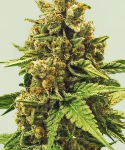 Apple Fritter Feminized Esrar Tohumu (Royal Queen Seeds)