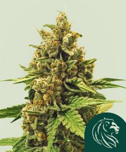 Apple Fritter Feminized Esrar Tohumu (Royal Queen Seeds)