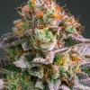 Apricot Oreoz Feminized Esrar Tohumu (Anesia Seeds)
