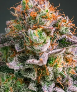 Apricot Oreoz Feminized Esrar Tohumu (Anesia Seeds)