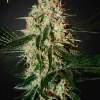 Arjans Haze #3 Feminized Esrar Tohumu (Green House Seed Co.)