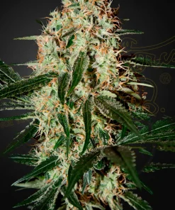 Arjans Haze #3 Feminized Esrar Tohumu (Green House Seed Co.)