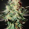 Arjans Strawberry Haze Feminized Esrar Tohumu (Green House Seed Co.)