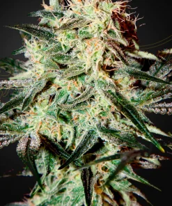 Arjans Strawberry Haze Feminized Esrar Tohumu (Green House Seed Co.)