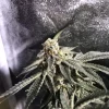 Bakers Delight Feminized Esrar Tohumu (DNA Genetics)