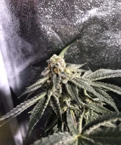 Bakers Delight Feminized Esrar Tohumu (DNA Genetics)