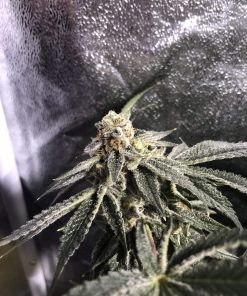 Bakers Delight Feminized Esrar Tohumu (DNA Genetics)