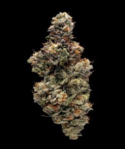 Bakers Delight Feminized Esrar Tohumu (DNA Genetics)