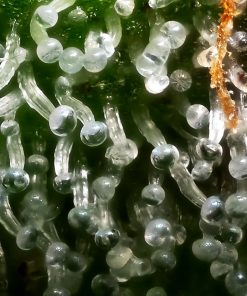 Bakers Delight Feminized Esrar Tohumu (DNA Genetics)
