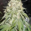 Banana Blaze Feminized Esrar Tohumu (Dutch Passion)