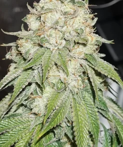 Banana Blaze Feminized Esrar Tohumu (Dutch Passion)