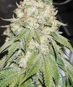 Banana Blaze Feminized Esrar Tohumu (Dutch Passion)