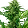 Banana Frosting Feminized Esrar Tohumu (Sensi Seeds)