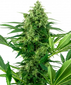 Banana Frosting Feminized Esrar Tohumu (Sensi Seeds)