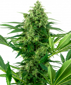 Banana Frosting Feminized Esrar Tohumu (Sensi Seeds)