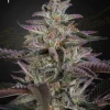 Banana Krumble Feminized Esrar Tohumu (Green House Seed Co.)