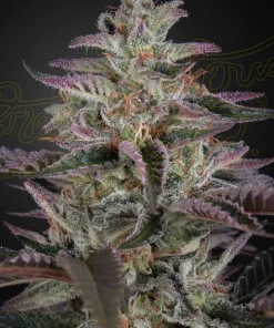 Banana Krumble Feminized Esrar Tohumu (Green House Seed Co.)