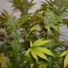 Banana MAC Feminized Esrar Tohumu (Anesia Seeds)
