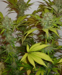 Banana MAC Feminized Esrar Tohumu (Anesia Seeds)