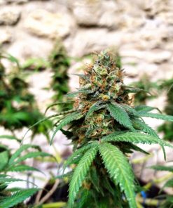 Banana MAC Feminized Esrar Tohumu (Anesia Seeds)