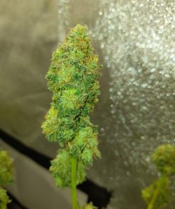 Banana MAC Feminized Esrar Tohumu (Anesia Seeds)