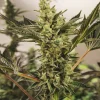 Banana Mash Auto Fem Esrar Tohumu (Exotic Seed)