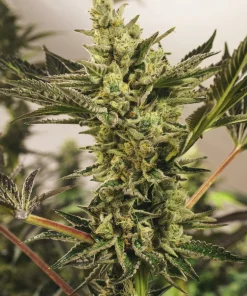 Banana Mash Auto Fem Esrar Tohumu (Exotic Seed)