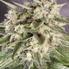 Bay Burger Feminized Esrar Tohumu (Delicious Seeds)