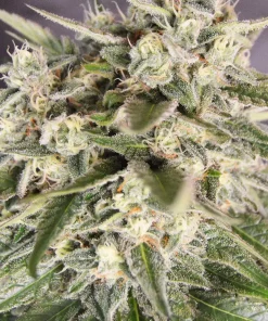 Bay Burger Feminized Esrar Tohumu (Delicious Seeds)