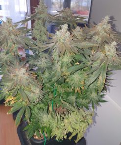 Bay Burger Feminized Esrar Tohumu (Delicious Seeds)