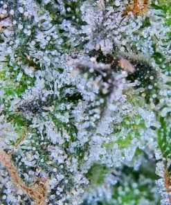 Bay Burger Feminized Esrar Tohumu (Delicious Seeds)